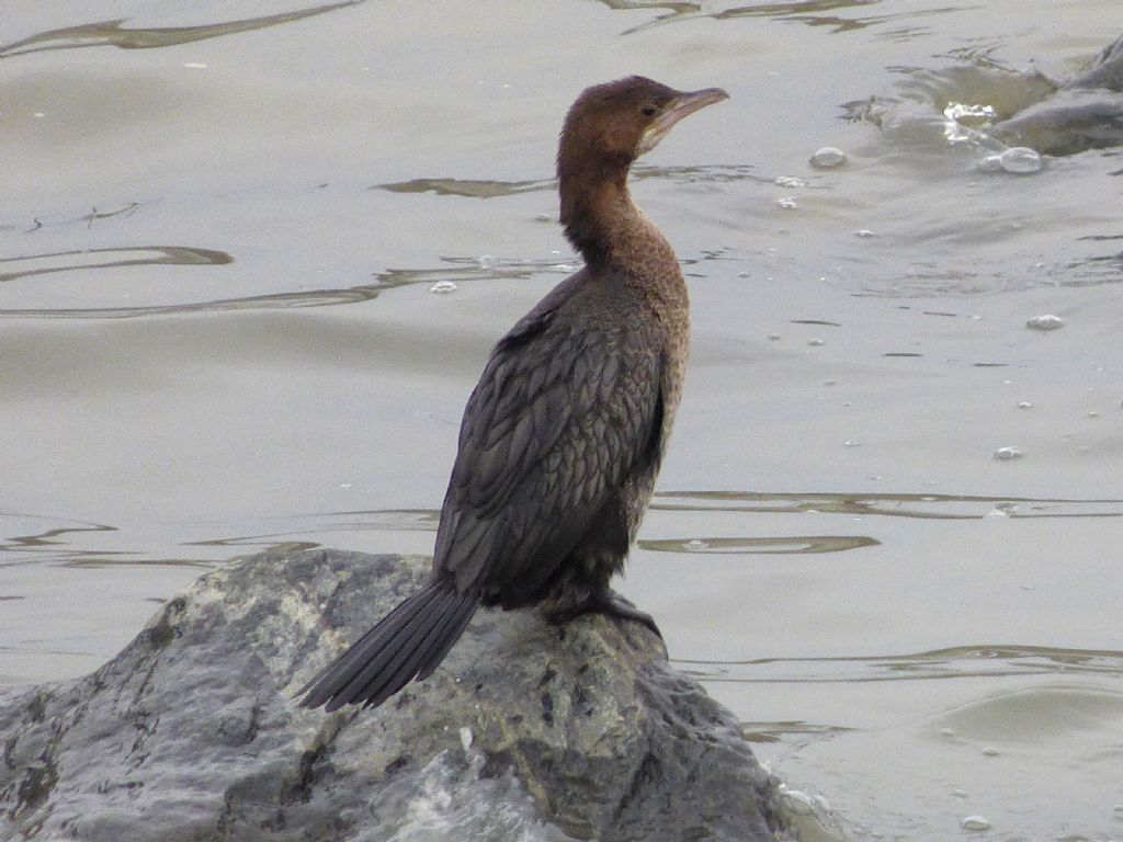 Marangoni minori a Torino
